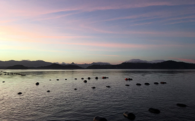 Support Mahurangi mussel action