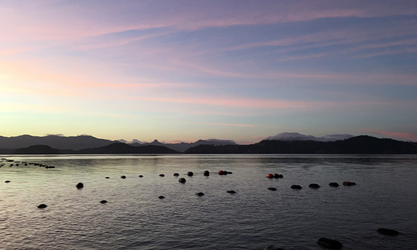 Coromandel mussel farm