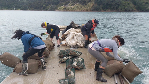 Sugar sacks of mussels deployed into the Mahurangi Harbour, March 2019