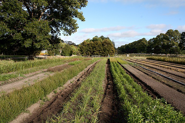 Open-ground beds at Taupō Native Plant Nursery