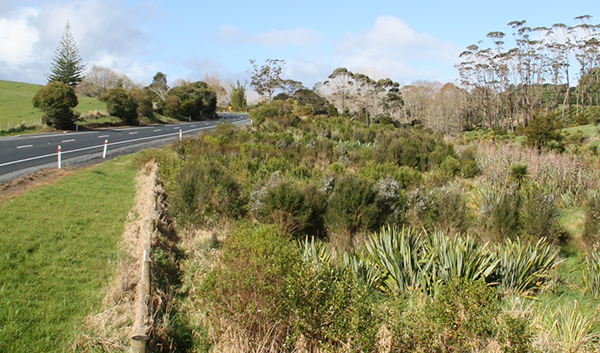 Sandspit Road open-ground indigenous species establishment trial