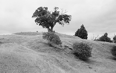 Sculptured hills and headlands of Mahurangi