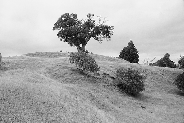 Pā site north of the proposed Te Muri crossing