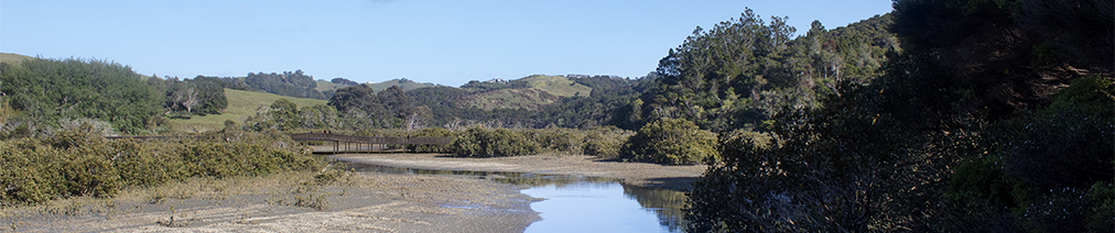 Mahurangi Magazine: Hour for Sunday 30 May Te Muri Crossing High Tea Te Muri Crossing visualisation, viewed from downstream, near end of farm road