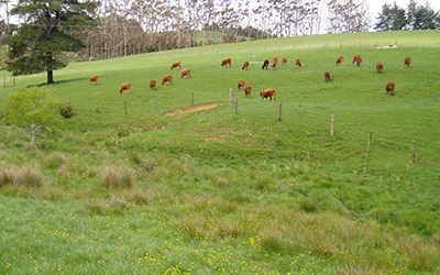 Mahurangi West land restoration planting Sunday 11 July