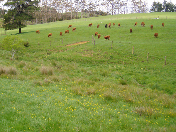 Low-cost riparian margin fencing and planting demonstration, 732 Sandspit Road