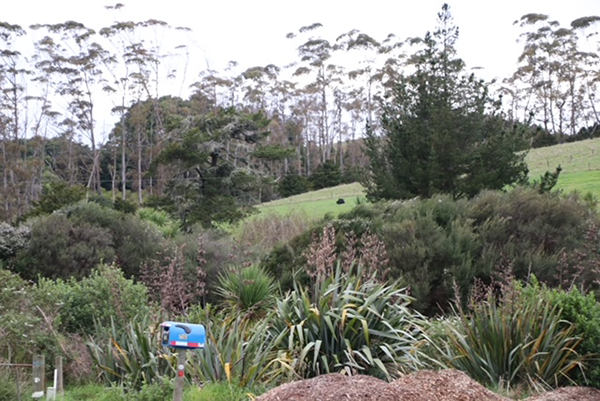 Low-cost riparian margin fencing and planting demonstration almost eclipsed by 2007 open-ground indigenous species establishment trials, 732 Sandspit Road