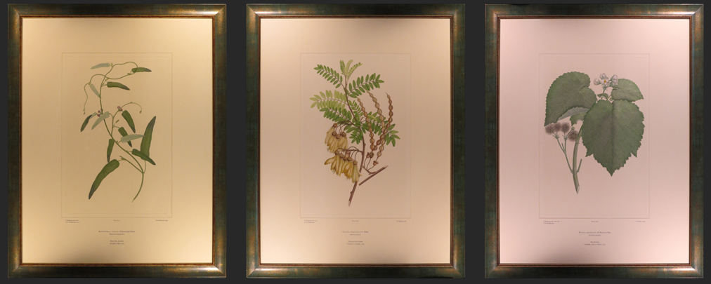 Go to the Mahurangi Gallery Serpentaria mirabilis, Parisian Studio Scene, Camellia du Japon