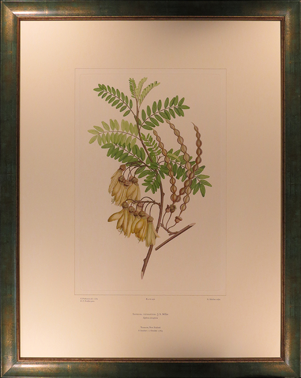 Go to Alecto Historical Editions: Sophora tetraptera (Leguminosae) – Plate 430 Sophora tetraptera (Leguminosae) – Plate 430, from Sydney Parkinson